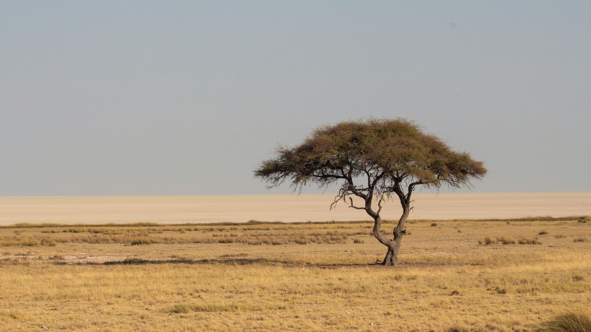 Luxury Safari Experience