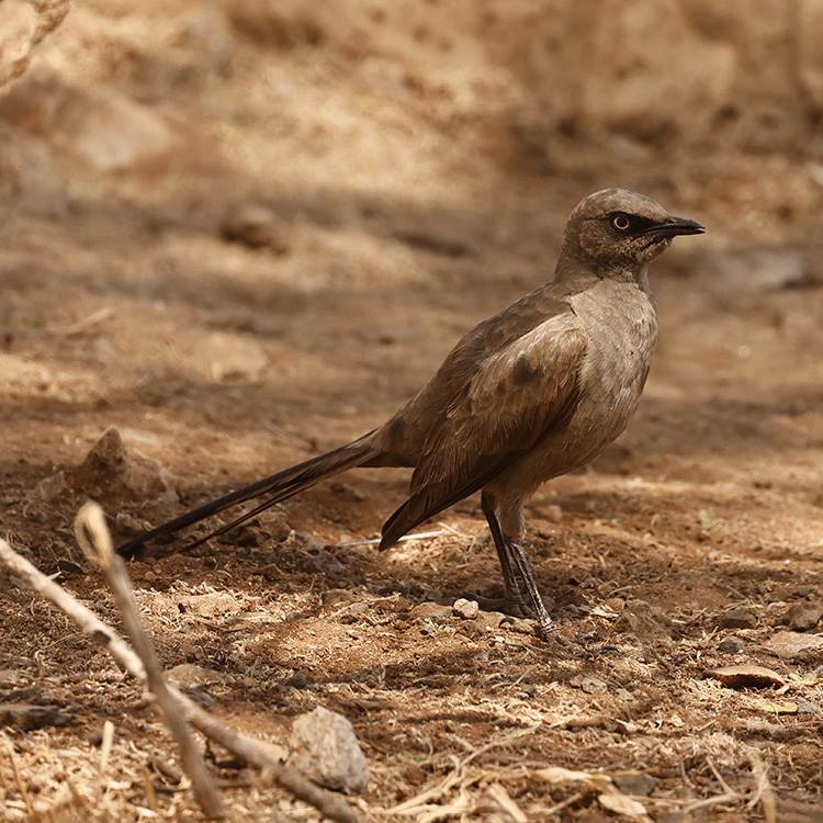 Arusha to Tarangire National Park