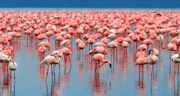 Game Drives At Lake Manyara National Park