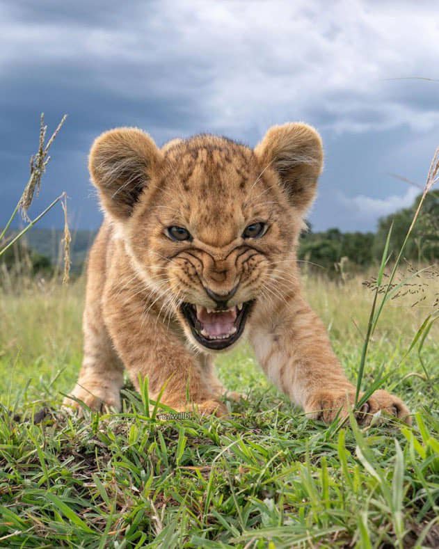 The 4-day Tanzania Luxury Private Safari Tour Package