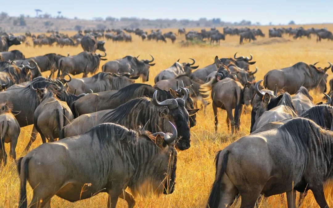 Tanzania Safari Collection