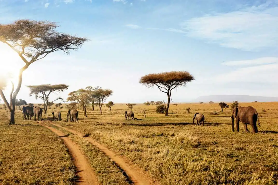 Tanzania Adventures Safari