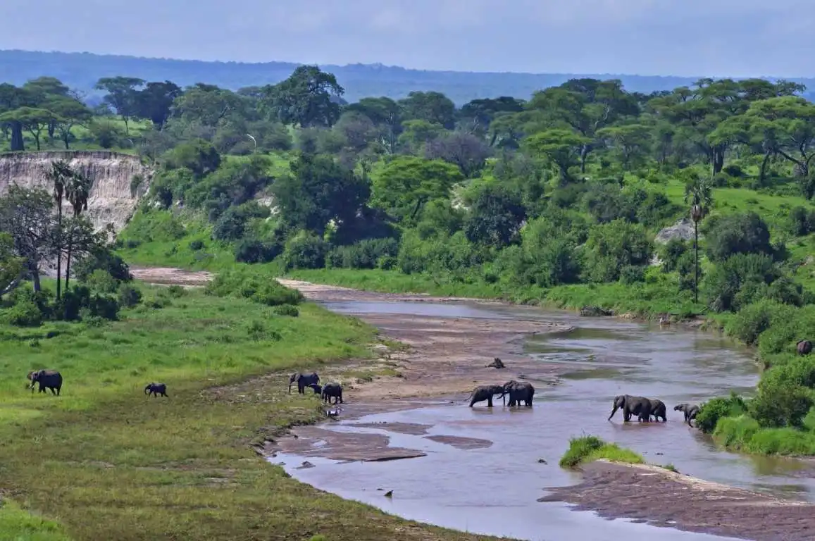 Elephants