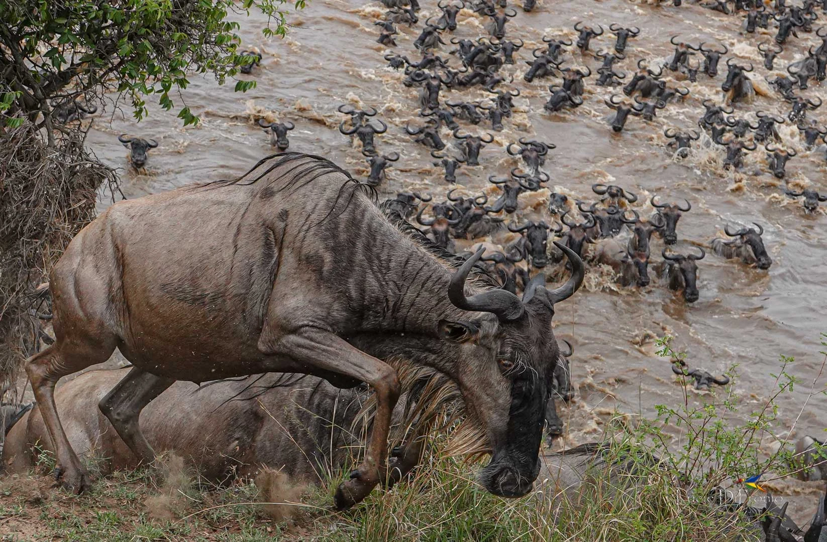 Great Migration